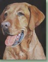 Hanu